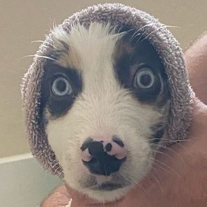 Meet your Posher, Isabel